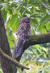 Great Potoo